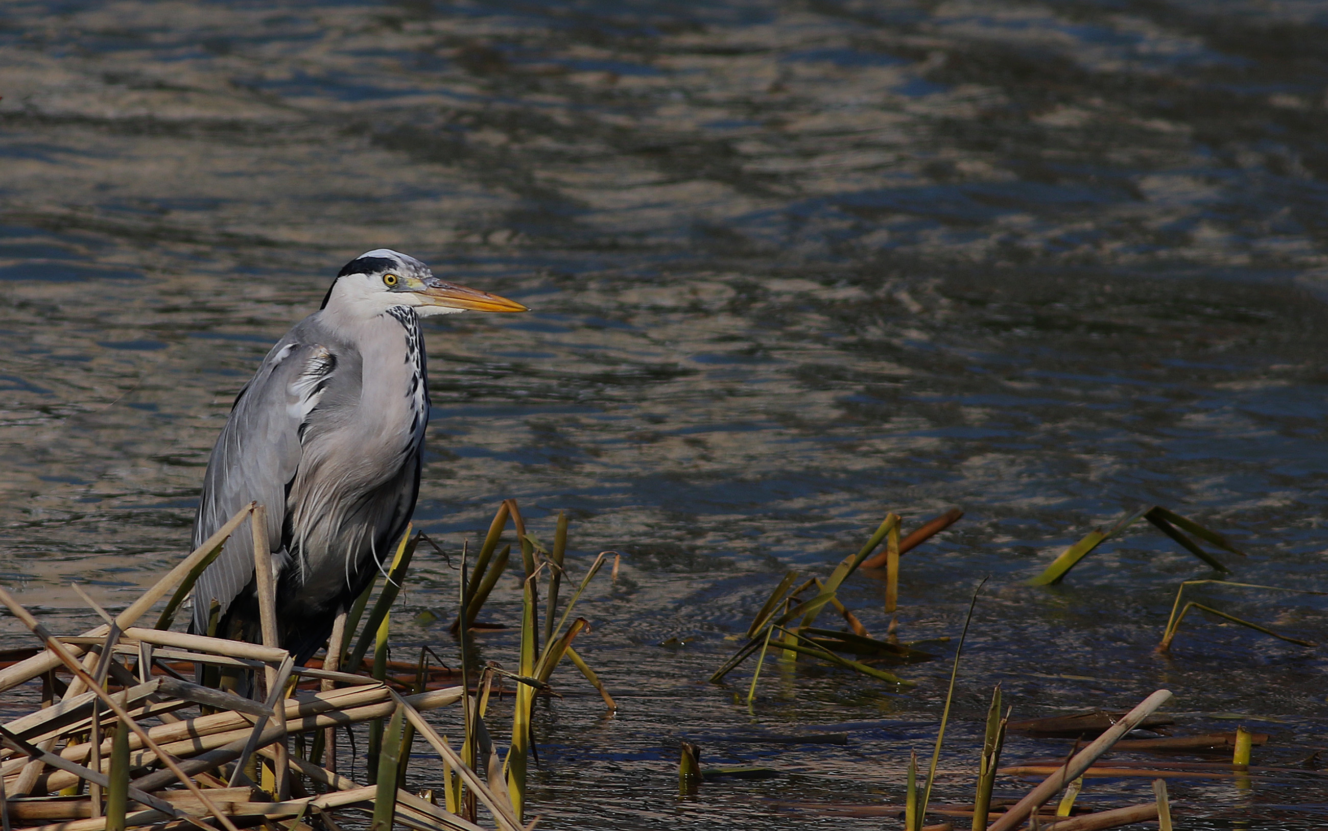 Gray Heron